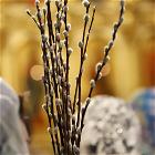 4–5апреля 2026 года в храме прошли богослужения Вербной недели